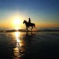horse on beach