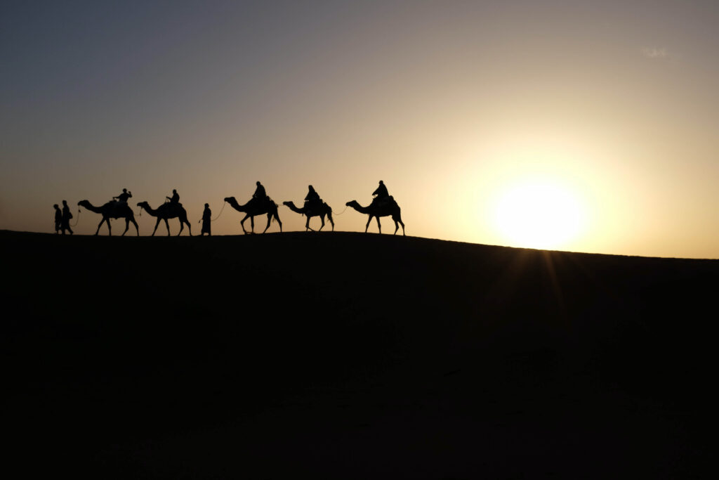 Camels In Sahara