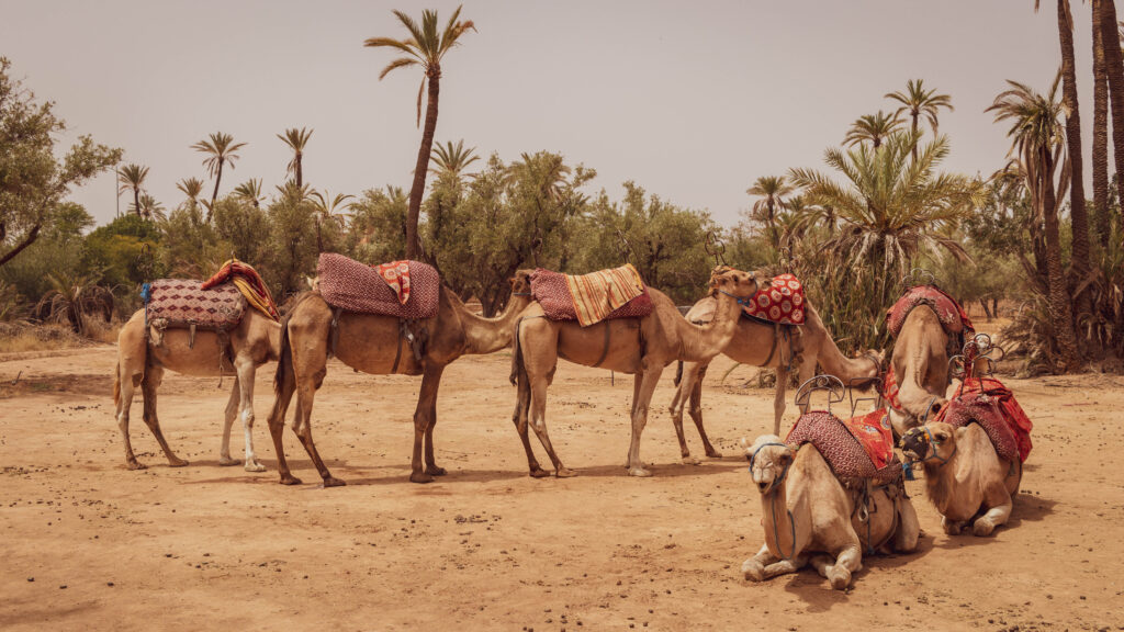 Camels in Sahara