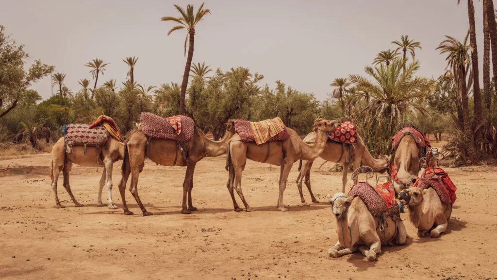 Camels in Sahara