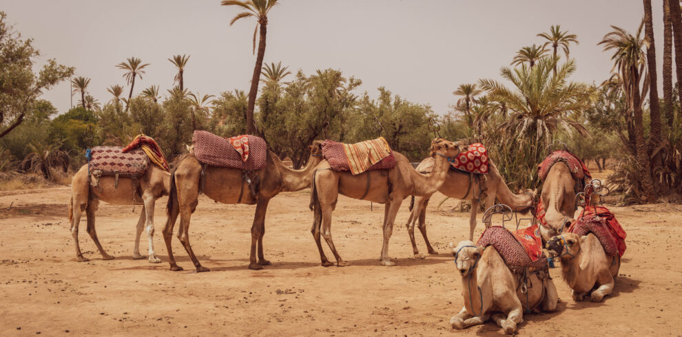 Camels in Sahara